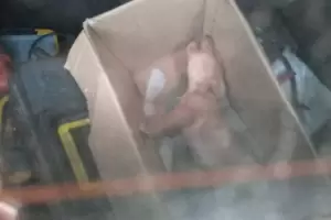 Maltrato animal en la Capital: dej encerrado a un cachorro