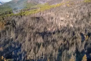 Excelente labor de los brigadistas catamarqueos en El Bolsn