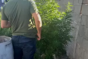 Buscaban elementos robados y hallaron marihuana