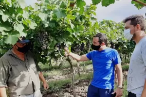 Buscan potenciar la produccin e incrementar la superficie implantada de vid