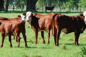 Arrestaron a cinco personas en Santa Rosa por intentar robar vacas