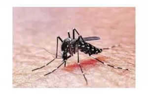 La vacuna contra el dengue se aplicara a menores de 4 a 16 aos