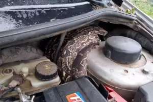 Susto: encuentran una lampalagua en el motor de un auto