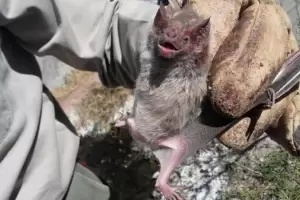 Agricultura detecta casos de rabia paresiante bovina en el interior provincial