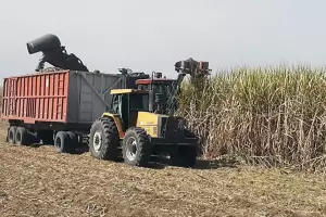 Ley de Biocombustibles: sin prrroga, piden un DNU para fijar un precio sostn al azcar
