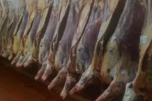 Adis a la media res: cambian el sistema para comercializar la carne vacuna