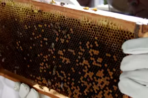 Actividades por el Da de la Miel