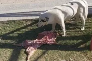 Concejales se reunieron a festejar el Da del Trabajador y una perra les rob el lechn