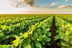 La soja super los USD 650 por tonelada, su mayor valor en una dcada