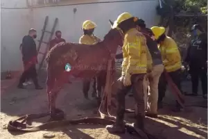 Rescataron a un caballo que cay en una fosa de siete metros de profundidad