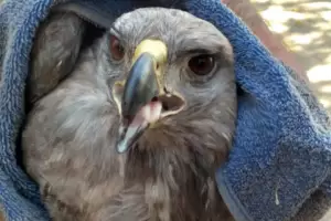 La Secretara de Medio Ambiente rescat un guila coronada