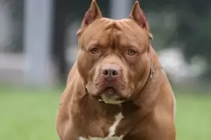 Horror en Crdoba: Un nio de tres aos est internado, tras ser brutalmente atacado por un pitbull