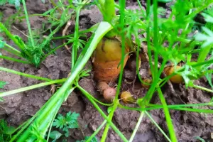 Salud mental: huertas y viveros comunitarios