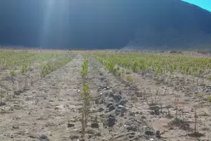 Elaboran un proyecto vitivincola para la localidad de Antofalla