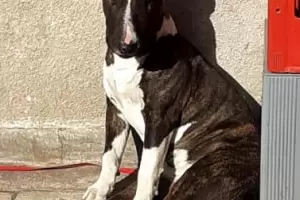 Estudiante ubic a los ladrones de su mascota, no lleg a tiempo para el rescate y ofrece recompensa por los datos