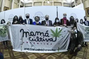 Media sancin al proyecto para producir cannabis medicinal e industrial