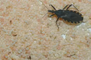 Planifican acciones para el mes de Chagas
