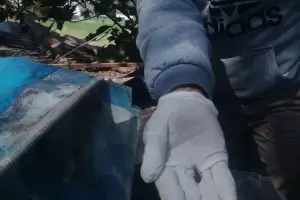 Da nacional de la lucha contra el chagas, la enfermedad que mata a 7000 personas por ao en el mundo