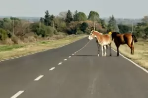 Una familia choc contra un animal suelto en la ruta 157