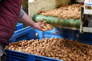 En una semana Catamarca export 50 toneladas entre nuez y aceituna