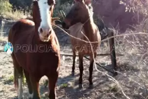 Secuestrananimales sueltos en Ambato