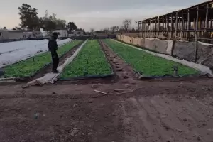 Realizan pago al sector tabacalero