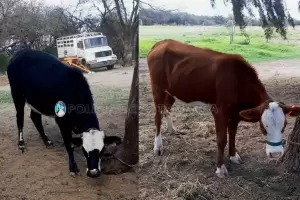 Secuestran animales sueltos en Valle Viejo