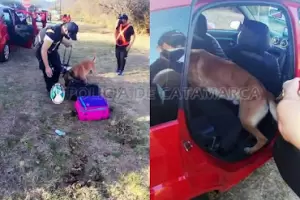 El Rodeo: Perros de la polic�a encuentran droga en una valija