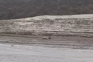 Encontr a un burro empantanado en Las Pirquitas, pidi ayuda y la historia es viral