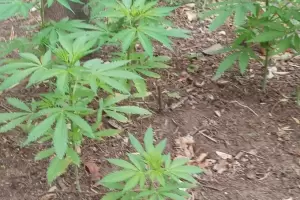 Secuestran 80 plantas de marihuana en la ruta 4