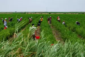 Ola de calor en el campo: piden ayuda urgente por los daos en 8 de cada 10 hectreas productivas