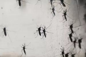 Cmo ahuyentar mosquitos con clavo de olor y alcohol: el truco casero ms eficaz y econmico