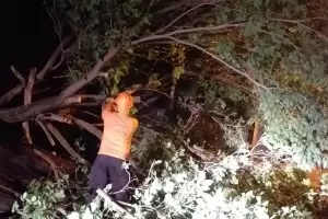 La tormenta dej rboles y postes cados, techos volados y personas lesionadas