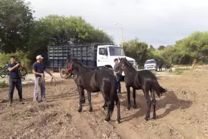 Secuestran equinos en Ruta Provincial 1