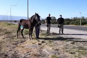 Secuestran un animal equino en el oeste de la capital