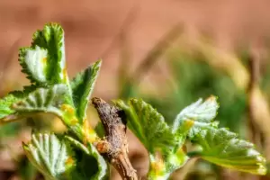 Visita a productores en el marco del Programa FOCAVIT