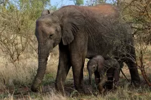 Un elefante mat a un cazador furtivo en un parque nacional