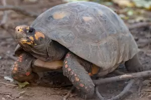Liberaron cuarenta tortugas yabot para recuperar la especie en Argentina