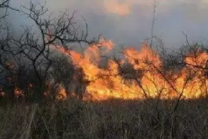 Incendios forestales arrasan en Ro Negro, Corrientes y Buenos Aires: Los brigadistas buscan controlar las llamas
