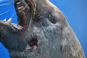 Muri un lobo marino que haban rescatado en Monte Hermoso: tena heridas de bala