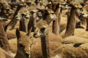 2.000 vicuas murieron en una reserva peruana a causa de sarna