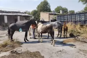 Secuestraron animales en Capay�n