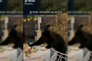 Un oso irrumpi en una boda por un poco de comida