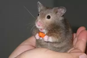 Tortur a un hmster hasta matarlo: enfrenta una pena de hasta 25 aos de crcel