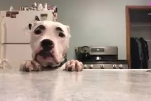 Furor por el perro que parece que tiene las cejas pintadas