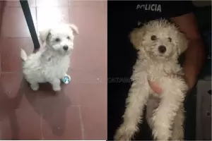 Llevaba un caniche robado dentro de un bolso