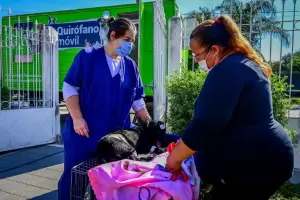 Siguen las castraciones y la vacunacin gratuita para mascotas en FME