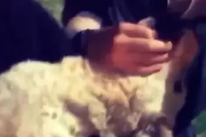 Indignacin: tres jvenes se grabaron dndole fernet a un perro y viralizaron el video