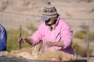 Ambiente contina con las esquilas en Silvestra