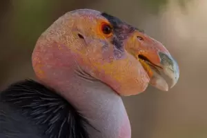 Increble suceso: dos cndores hembras se reprodujeron sin un macho